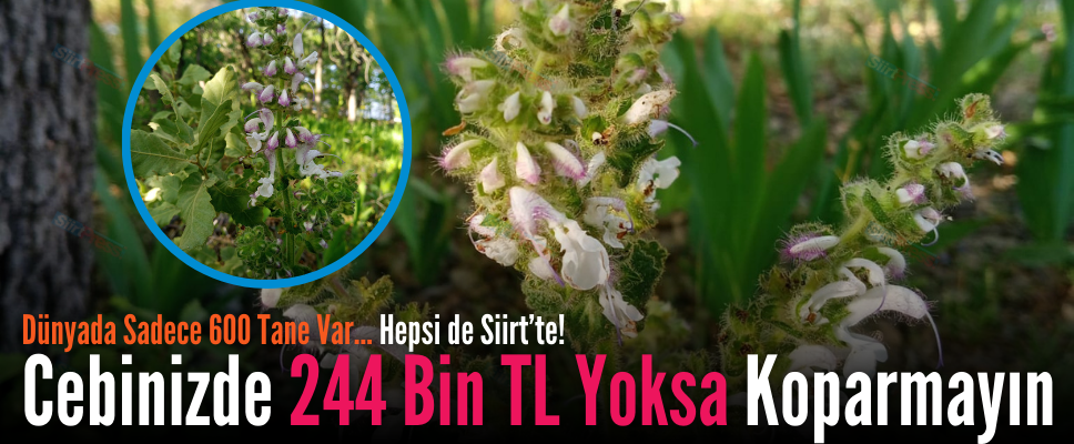 Dünyada Sadece 600 Tane Var… Hepsi de Siirt’te! Cebinizde 244 Bin TL Yoksa Koparmayın
