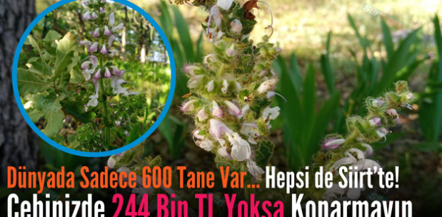 Dünyada Sadece 600 Tane Var… Hepsi de Siirt’te! Cebinizde 244 Bin TL Yoksa Koparmayın