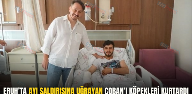 ERUH’TA AYI SALDIRISINA UĞRAYAN ÇOBAN’I KÖPEKLERİ KURTARDI