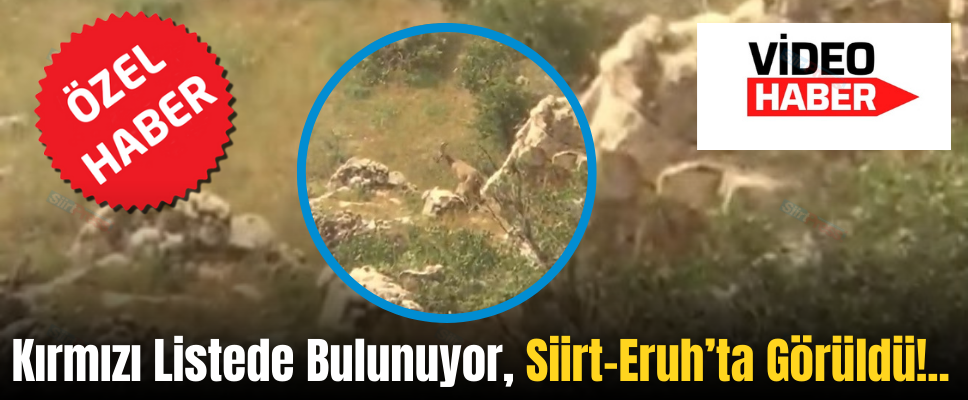Kırmızı Listede Bulunuyor, Siirt-Eruh’ta Görüldü!..