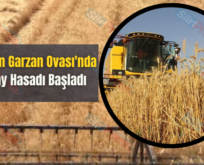 Kurtalan Garzan Ovası’nda Buğday Hasadı Başladı