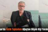 Şirvan’da Fıstık Toplarken Ağaçtan Düşen Kişi Yaralandı