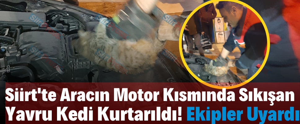 Siirt’te Aracın Motor Kısmında Sıkışan Yavru Kedi Kurtarıldı! Ekipler Uyardı