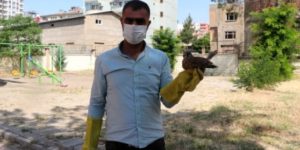 SİİRT’TE AYAĞI KIRIK ŞEKİLDE BULUNAN YAVRU ATMACA TEDAVİ İÇİN VAN’A SEVK EDİLDİ
