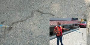 SİİRT’TE OKULA GİREN YILANI VETERİNER ‘İMDAT’ EKİBİ ÇIKARDI