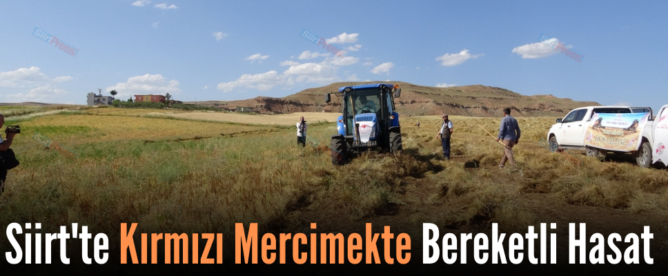 Siirt’te Kırmızı Mercimekte Bereketli Hasat