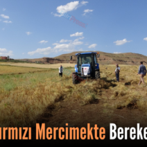 Siirt’te Kırmızı Mercimekte Bereketli Hasat
