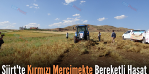 Siirt’te Kırmızı Mercimekte Bereketli Hasat