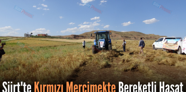 Siirt’te Kırmızı Mercimekte Bereketli Hasat