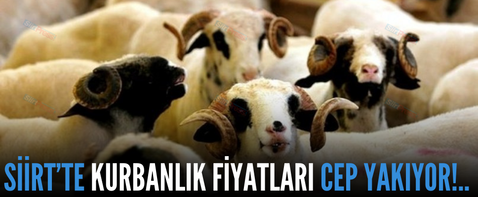 SİİRT’TE KURBANLIK FİYATLARI CEP YAKIYOR!..