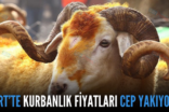SİİRT’TE KURBANLIK FİYATLARI CEP YAKIYOR!..