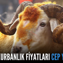 SİİRT’TE KURBANLIK FİYATLARI CEP YAKIYOR!..
