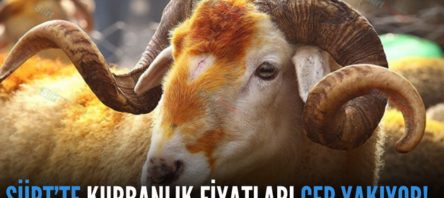 SİİRT’TE KURBANLIK FİYATLARI CEP YAKIYOR!..