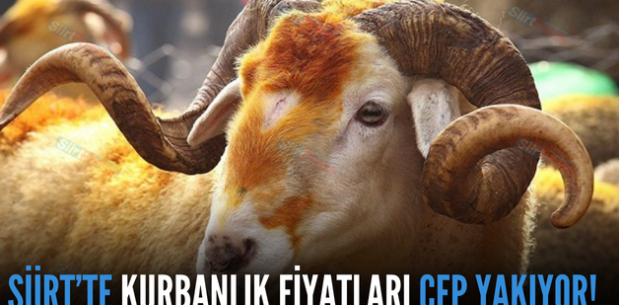 SİİRT’TE KURBANLIK FİYATLARI CEP YAKIYOR!..