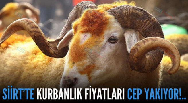 SİİRT’TE KURBANLIK FİYATLARI CEP YAKIYOR!..
