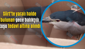 Siirt’te yaralı halde bulunan gece balıkçılı kuşu tedavi altına alındı