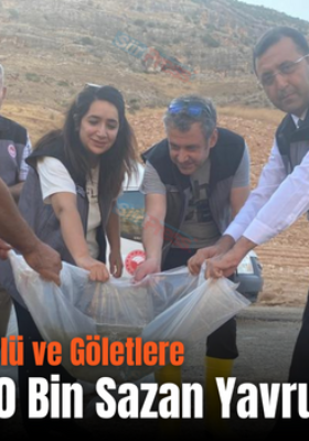 Siirt’teki Baraj Gölü ve Göletlere 2 Milyon 100 Bin Sazan Yavrusu Bırakıldı
