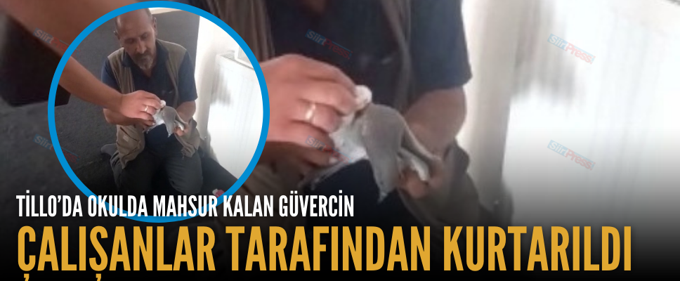 TİLLO’DA OKULDA MAHSUR KALAN GÜVERCİN ÇALIŞANLAR TARAFINDAN KURTARILDI