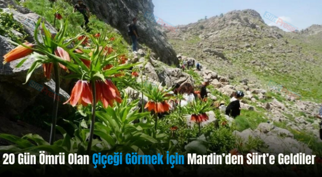 20 Gün Ömrü Olan Çiçeği Görmek İçin Mardin’den Siirt’e Geldiler