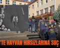 SİİRT’TE HAYVAN HIRSIZLARINA SUÇ ÜSTÜ