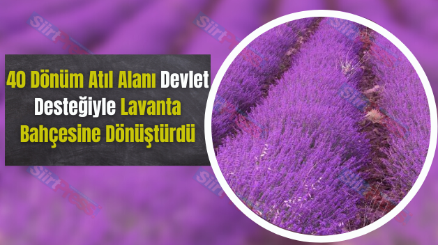 40 Dönüm Atıl Alanı Devlet Desteğiyle Lavanta Bahçesine Dönüştürdü