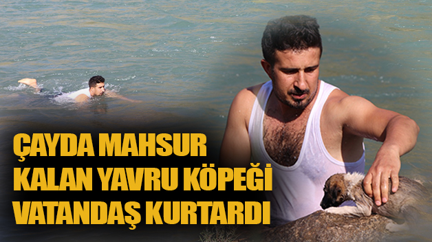 ÇAYDA MAHSUR KALAN YAVRU KÖPEĞİ VATANDAŞ KURTARDI