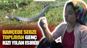 Siirt’te bahçede salatalık toplayan kızın parmağını yılan soktu. Alınan bilgiye
