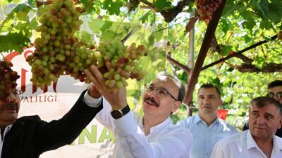 Siirt'in Şirvan ilçesi Pirinçli köyünde, bölgenin tescilli lezzetlerinden tayfi üzümünün