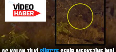 AÇ KALAN TİLKİ SİİRT’TE ŞEHİR MERKEZİNE İNDİ
