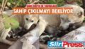 ANNE KÖPEK VE YAVRULARI SAHİP ÇIKILMAYI BEKLİYOR