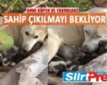 ANNE KÖPEK VE YAVRULARI SAHİP ÇIKILMAYI BEKLİYOR