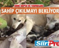 ANNE KÖPEK VE YAVRULARI SAHİP ÇIKILMAYI BEKLİYOR