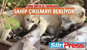 ANNE KÖPEK VE YAVRULARI SAHİP ÇIKILMAYI BEKLİYOR