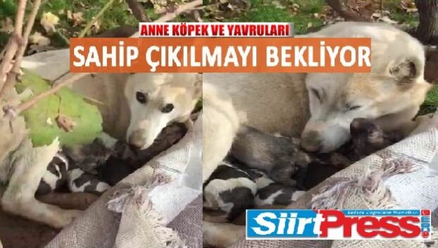 Siirt’te küçük sanayi sitesi civarında 7 yavru dünyaya getiren anne
