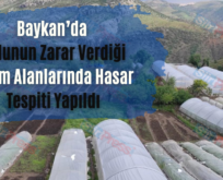 Baykan’da Dolunun Zarar Verdiği Tarım Alanlarında Hasar Tespiti Yapıldı