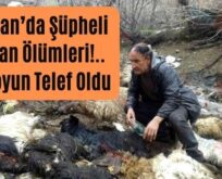 Baykan’da Şüpheli Hayvan Ölümleri!.. 40 Koyun Telef Oldu