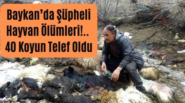 Baykan’da Şüpheli Hayvan Ölümleri!.. 40 Koyun Telef Oldu