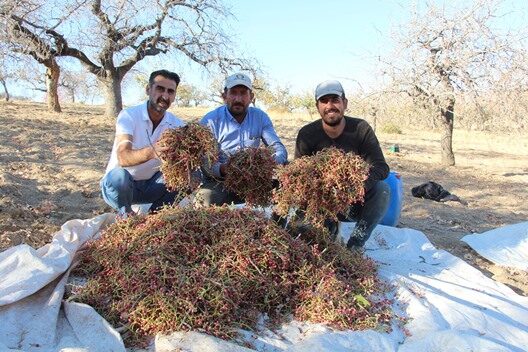 Siirt’e geçen yıl iç piyasada 300 liraya satılan bıttımın kilogram