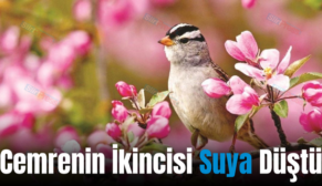 Cemrenin İkincisi Suya Düştü