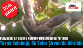 Dünyadaki En Güzel 6 Kelebek Türü Arasında Yer Alan Tavus Kelebeği, Bu Sefer Şirvan’da Görüldü