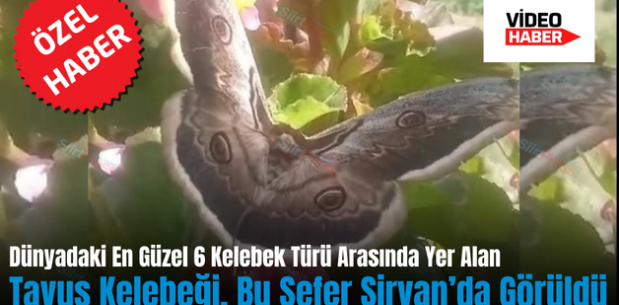 Dünyadaki En Güzel 6 Kelebek Türü Arasında Yer Alan Tavus Kelebeği, Bu Sefer Şirvan’da Görüldü