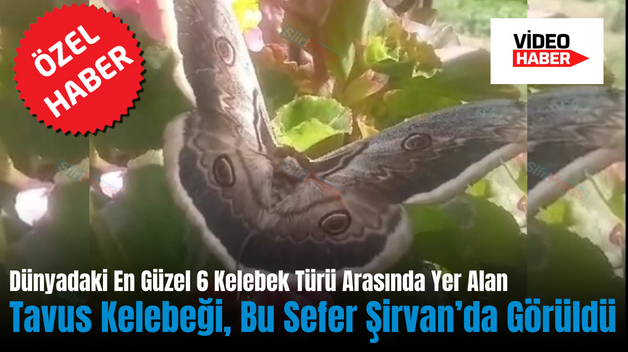 Dünyadaki En Güzel 6 Kelebek Türü Arasında Yer Alan Tavus Kelebeği, Bu Sefer Şirvan’da Görüldü