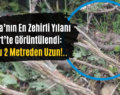 Dünya’nın En Zehirli Yılanı Siirt’te Görüntülendi: Boyu 2 Metreden Uzun!..