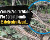 Dünya’nın En Zehirli Yılanı Siirt’te Görüntülendi: Boyu 2 Metreden Uzun!..