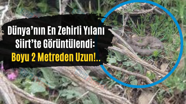 Dünya’nın En Zehirli Yılanı Siirt’te Görüntülendi: Boyu 2 Metreden Uzun!..