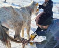 Eruh’ta Ayağına Tel Dolanan Atı Ekipler Kurtardı