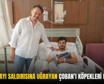 ERUH’TA AYI SALDIRISINA UĞRAYAN ÇOBAN’I KÖPEKLERİ KURTARDI