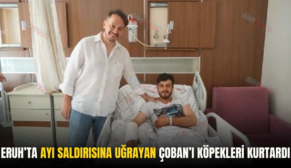 ERUH’TA AYI SALDIRISINA UĞRAYAN ÇOBAN’I KÖPEKLERİ KURTARDI