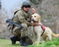 BOMBA KÖPEĞİ ASKERLERİN HAYATINI HAYATIYLA KURTARDI