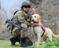 BOMBA KÖPEĞİ ASKERLERİN HAYATINI HAYATIYLA KURTARDI